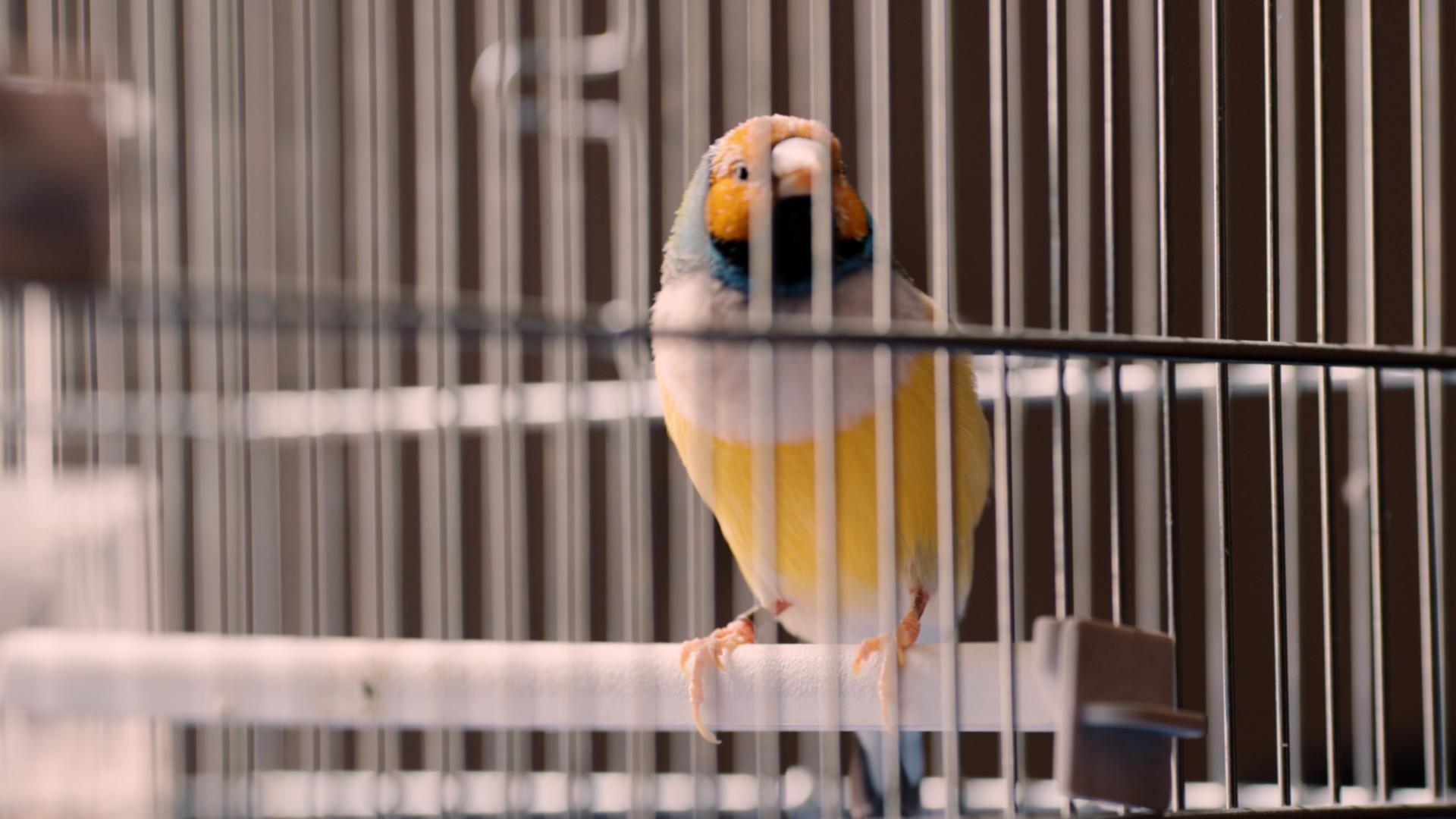 Volevo Essere un Diamante di Gould